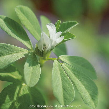 Vasoprotect plant