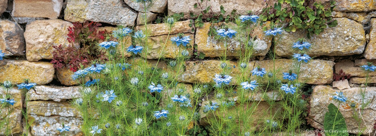 Nigella plant