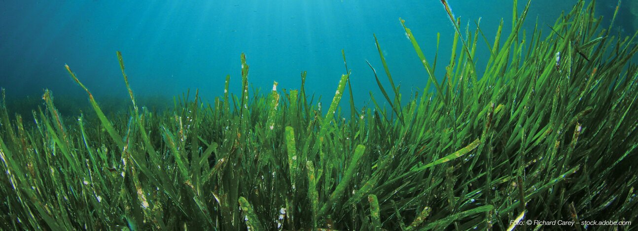Chlorella
