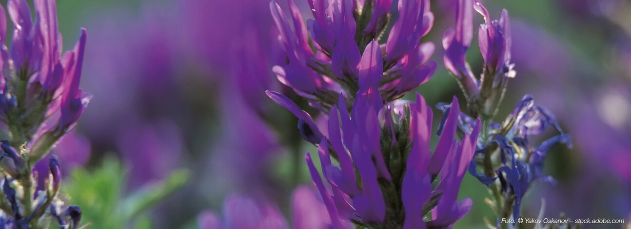 Flavonoid komplex