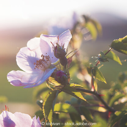 Kauf 4 Zahl 3: C plant immun