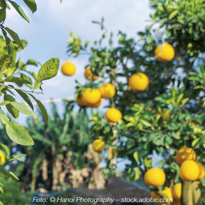 Kauf 4 Zahl 3: C plant immun