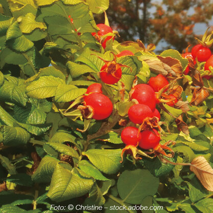 Kauf 4 Zahl 3: C plant Drops