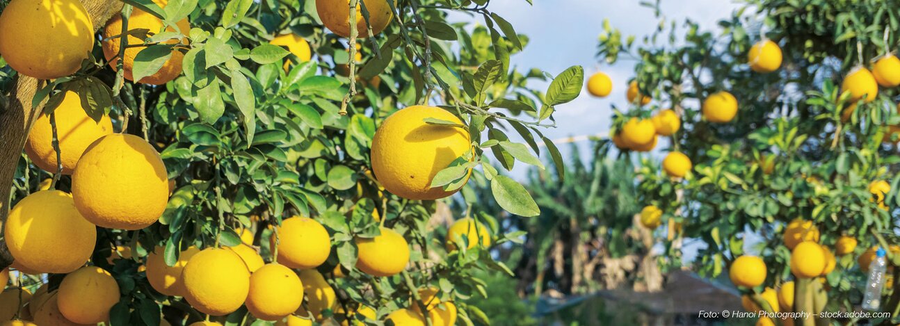 Kauf 4 Zahl 3: C plant immun