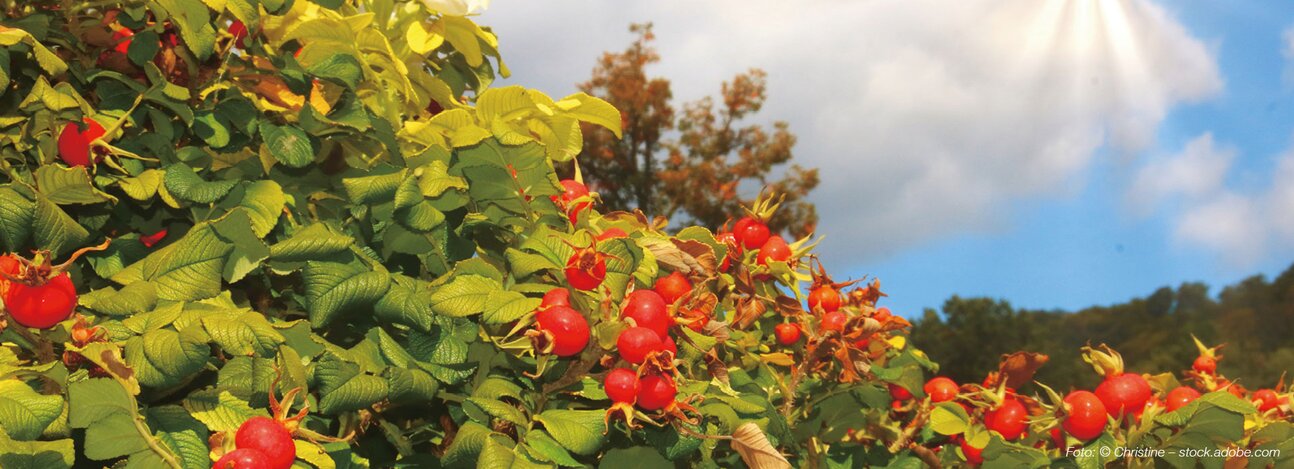 Kauf 4 Zahl 3: C plant Drops