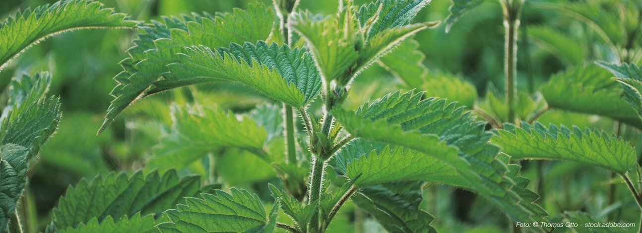 Souplesse aktiv - „Derzeit nicht lieferbar“