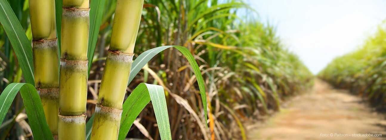 Betain Monacol balance